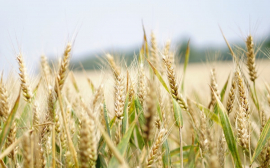 Приморский край остаётся основным импортёром зерна в Китай