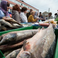 На продовольственной ярмарке во Владивостоке подешевела рыба 