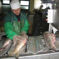 В Приморье выявлено свыше 500 тонн некачественных рыбы и мяса