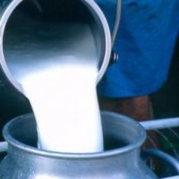 В Приморье увеличились надои молока