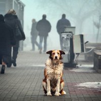 Зоозащитники Приморья рассказали, как решить проблему бездомных собак