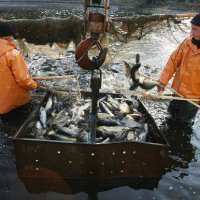 Во Владивостоке обсудят рыбную торговлю с Южной Кореей