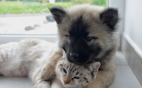 В Приморском крае готовят закон о добровольном чипировании собак и кошек