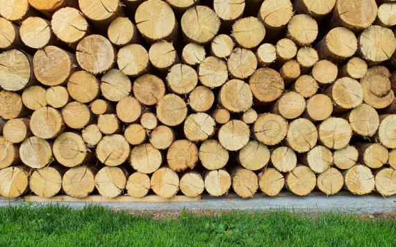 В Приморье незаконно экспортировали древесину на сумму больше 1,7 млрд рублей
