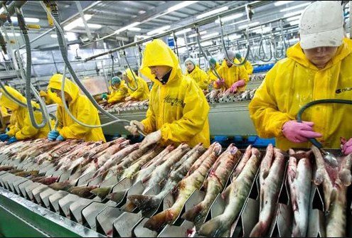 Корейские инвесторы вложат в рыбную промышленность Приморья 1 млн долларов