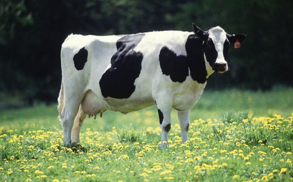 В Приморье завезли особых молочных коров