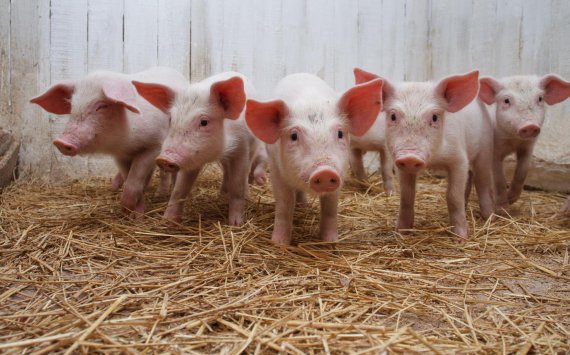 В Приморье увеличилось производство свинины