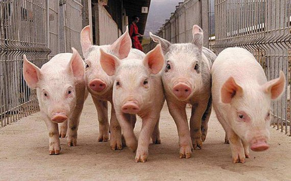 «Русагро» вложит в производство мяса в Приморье 41 млрд руб‍