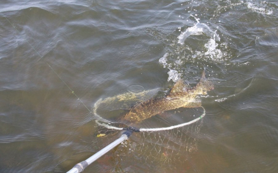 В Приморье рыбаки бьют рекорды по вылову рыбы