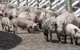 В Приморье в 2 раза сократилось поголовье свиней