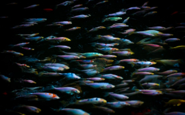 В Приморье производство аквакультуры выросло на 21%