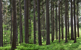 В Приморском крае будут восстанавливать лес