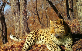 Нацпарк в Приморском крае показал видео леопарда, снятое для корейского фильма