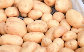 В Приморье аграрии получили шесть сортов картофеля из Белоруссии