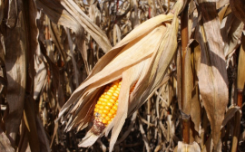 Приморье нарастило экспорт кукурузы в Китай и Южную Корею
