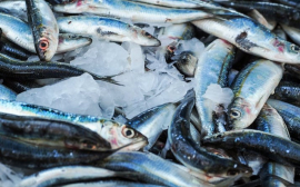 В Приморье рыбаки добывают до 3000 тонн минтая в сутки
