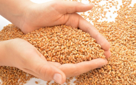 Приморье получит 246,4 млн рублей на создание предприятия по переработке зерна