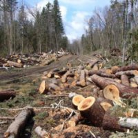 Прокуратура Приморья выявила незаконную вырубку леса на 10 млн рублей