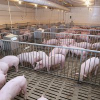 Власти Приморья намерены обеспечить жителей края свининой с избытком