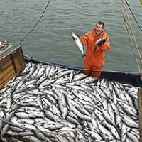 В Приморье увеличен вылов рыбы на 9 процентов