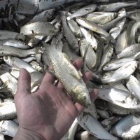 В Приморье поддержат промышленное рыболовство