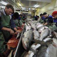 Власти Прморья решают, как сделать рыбу дешевле