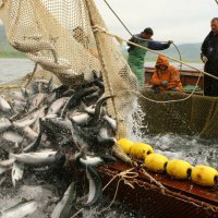Приморскстат: Самой выгодной сферой деятельности оказались лов и разведение рыбы