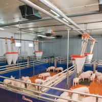 Резидент ТОР в Приморье увеличит производство свинины вдвое