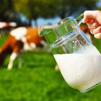 В Приморье субсидирование молочного производства увеличили на 32%