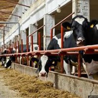 Приморье обеспечит 60% внутреннего спроса на молоко к 2020 году