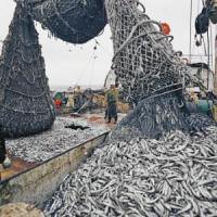 Инвестквоты на добычу рыбы хотят «привязать» к тоннажу судов