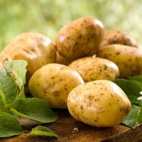 В Приморье убрали более тысячи гектаров картофеля
