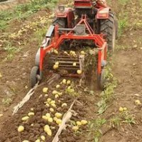 Аграрии Приморья собрали более 24 тысяч тонн картофеля