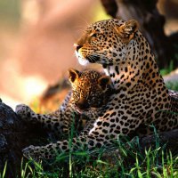 В Приморье стартовала государственная программа по переселению леопардов