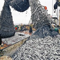 В 2016 году рыбаки Приморья добыли 775 тысяч тонн морепродуктов