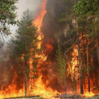 В тушении лесных пожаров в Приморье задействованы более 100 человек