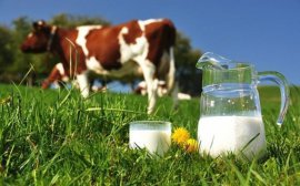 Приморские фермеры увеличили надои молока до 63 тыс. тонн‍