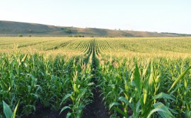 Приморские аграрии нарастили поставки кукурузы и сои в страны АТР