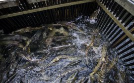 С начала года рыбаки Приморья добыли 570 тысяч тонн водных биоресурсов