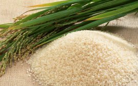 Более 34 тысяч тонн риса собрали аграрии Приморья