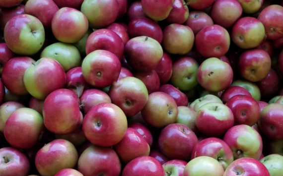 Во Владивостоке подешевели яблоки