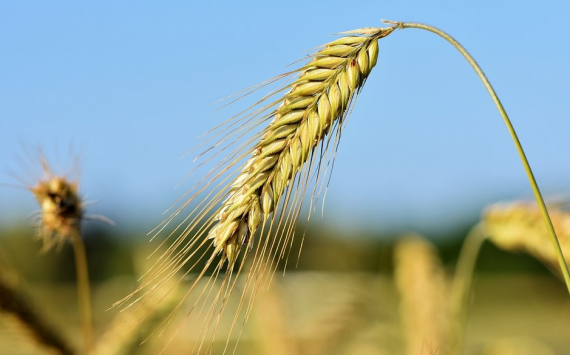 В Приморье увеличилась урожайность ранних зерновых