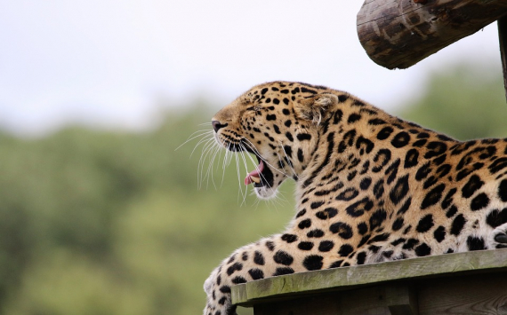 Студенты помогли привести в порядок популярную туристическую тропу нацпарка «Земля леопарда»