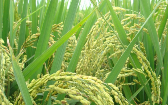 В Приморье границы ТОР расширили ради выращивания риса и сои
