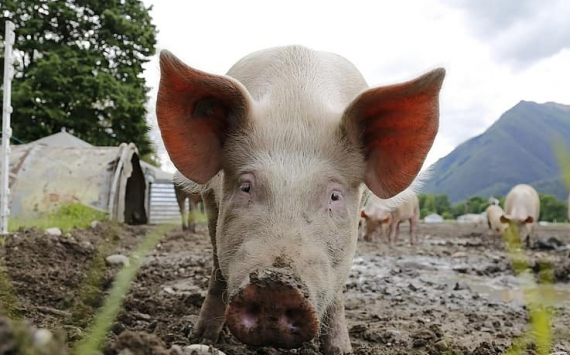 «Русагро» завезет более 3000 датских свиней в Приморье