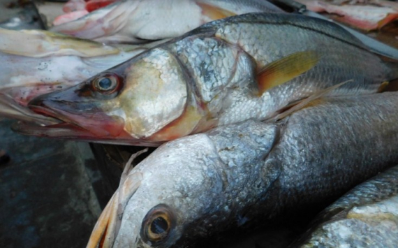 В Приморье порты готовы принять 135 тыс. тонн рыбы