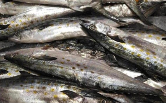 В Приморье экспорт рыбы в страны АТР вырос в три раза
