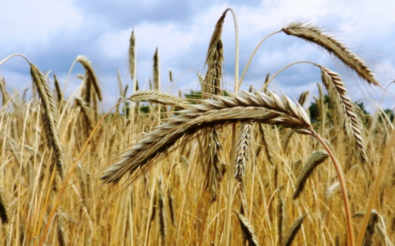 В Приморье на поддержку сельхозпроизводителей направили 4 млрд рублей