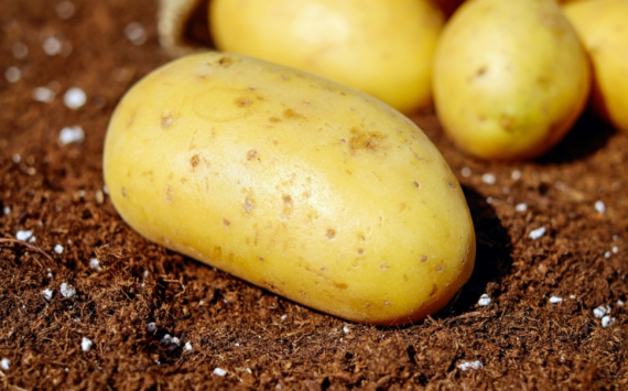 В Приморском крае высадят высококачественные сорта картофеля, ячменя и рапса