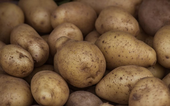 В Приморье в два раза увеличат урожай картофеля